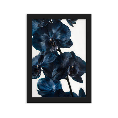 Poster Black Orchid - eingerahmt