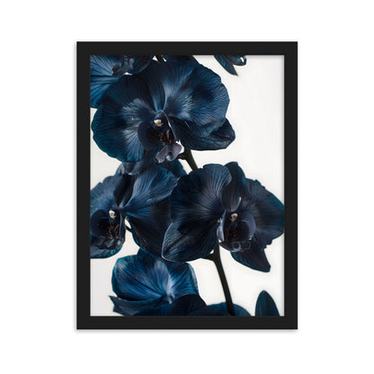 Poster Black Orchid - eingerahmt