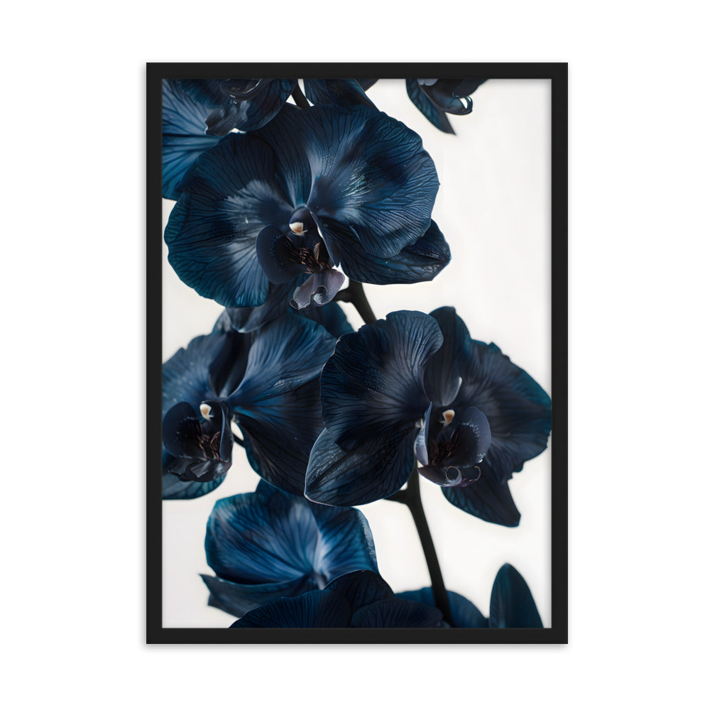 Poster Black Orchid - eingerahmt