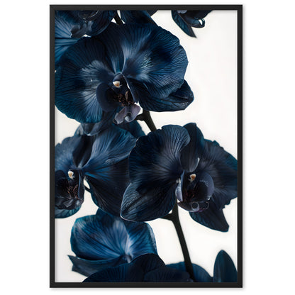 Poster Black Orchid - eingerahmt