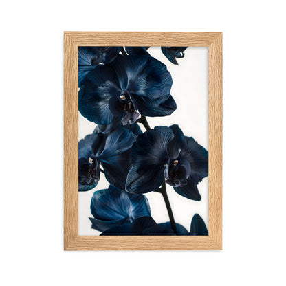 Poster Black Orchid - eingerahmt