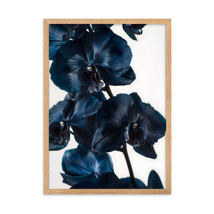 Poster Black Orchid - eingerahmt