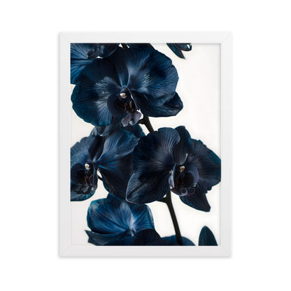 Poster Black Orchid - eingerahmt