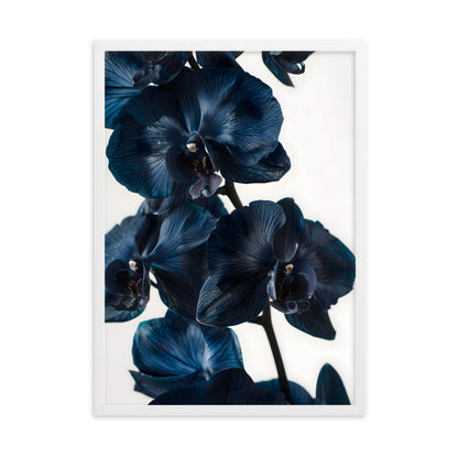 Poster Black Orchid - eingerahmt