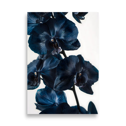 Poster Black Orchid