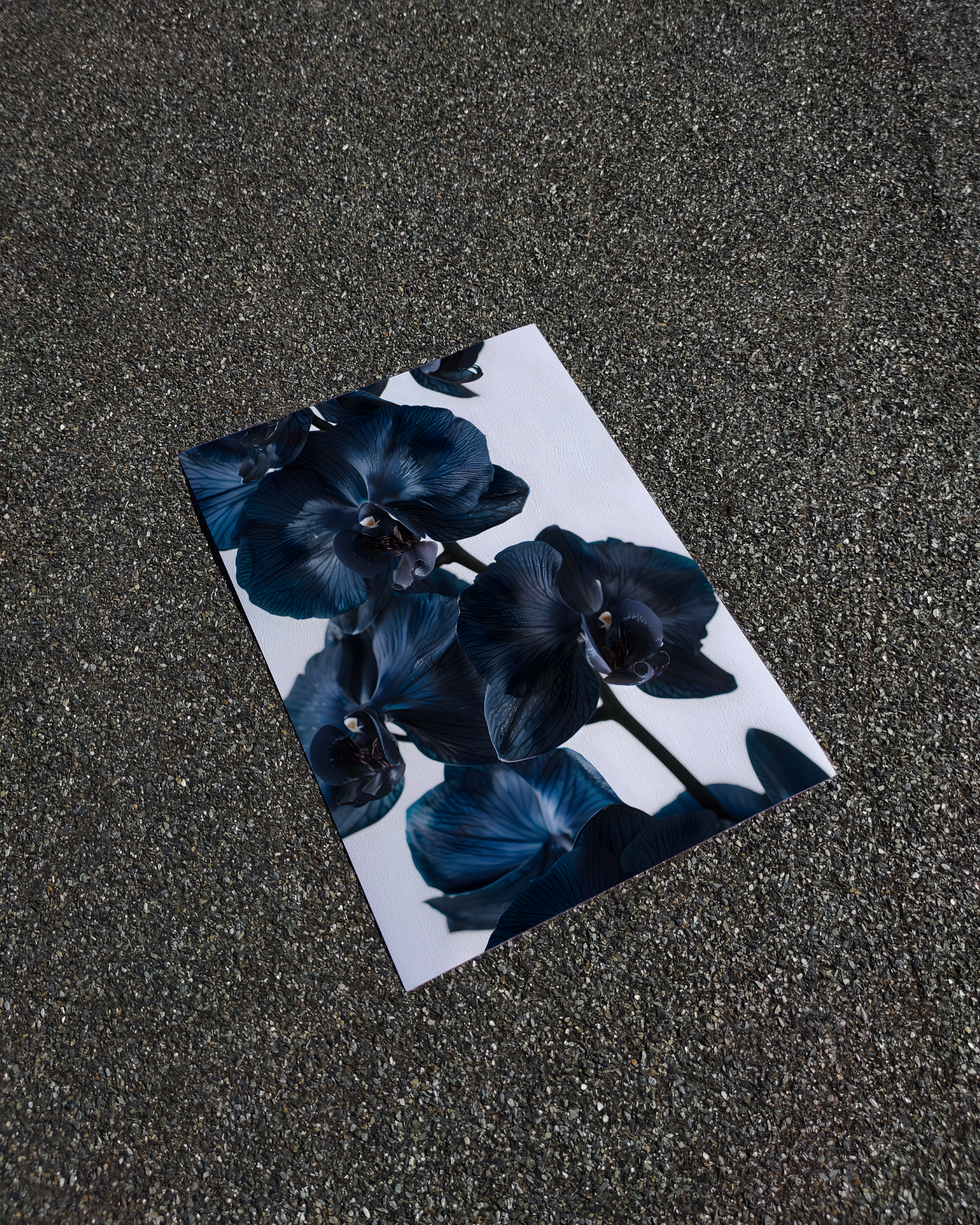 Poster Black Orchid